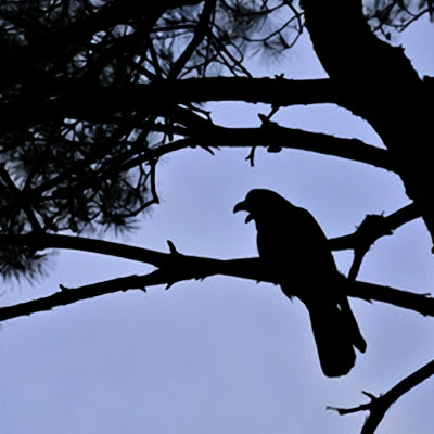 羽鳥はるか先生