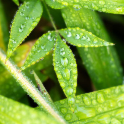 芳林霊能者